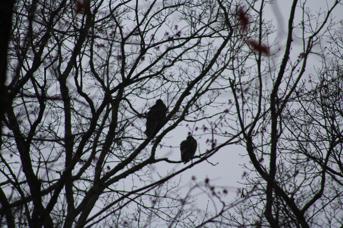 Turkey Vulture - ML616726245