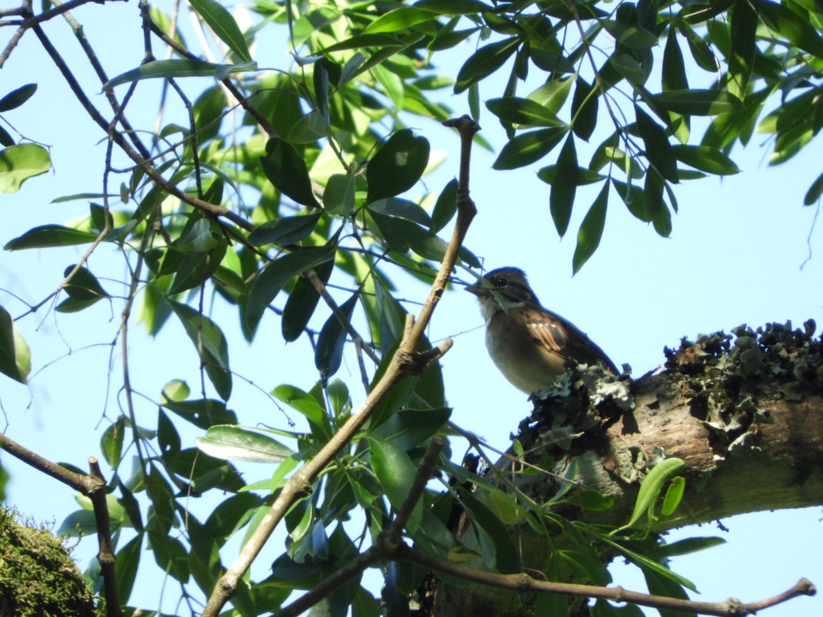 Rufous-collared Sparrow - ML616726251