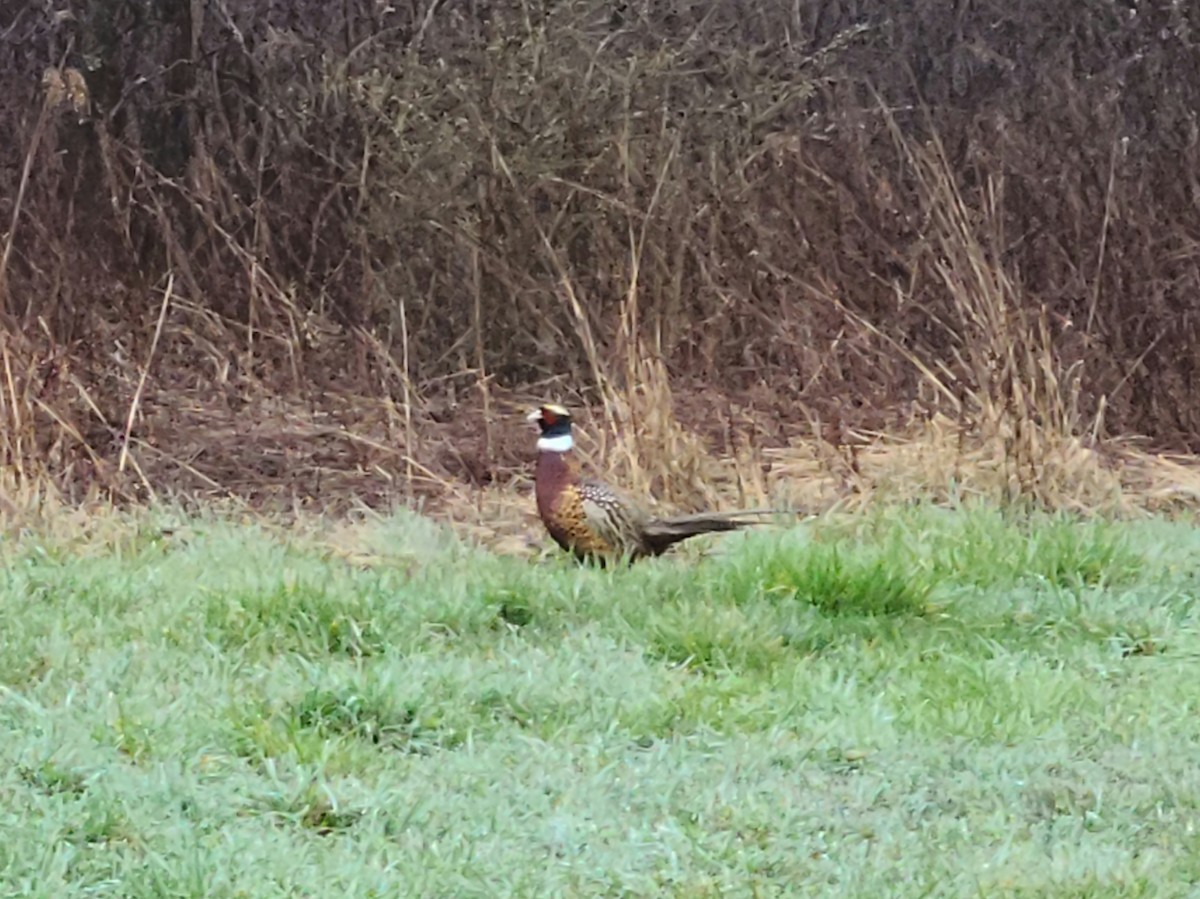 Ring-necked Pheasant - ML616726271