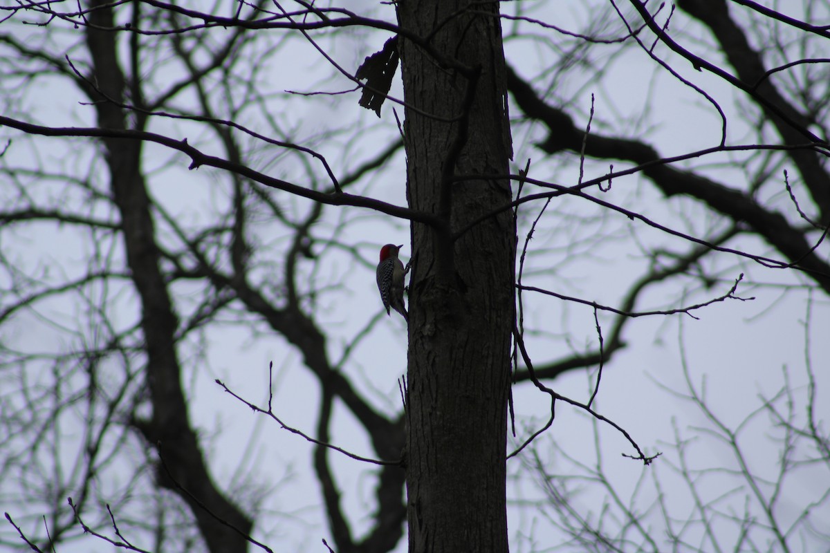 Red-bellied Woodpecker - ML616726304