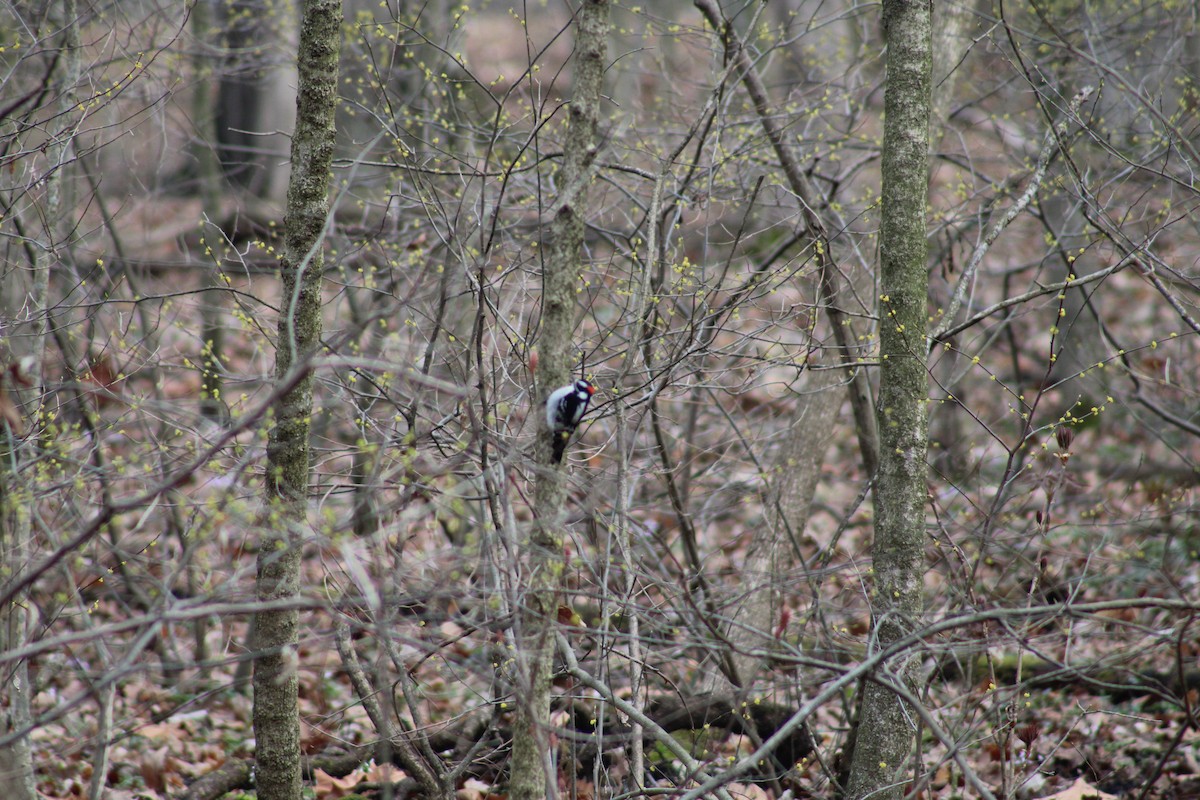 Downy Woodpecker - ML616726314