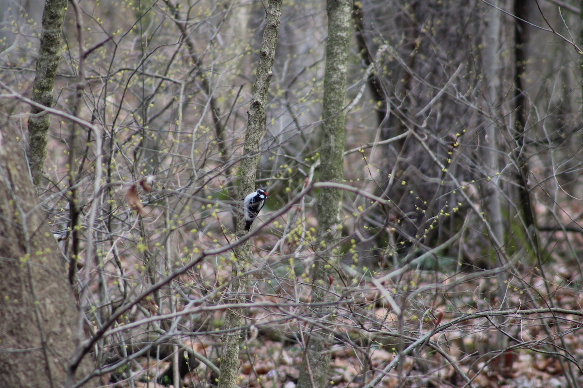 Downy Woodpecker - ML616726315