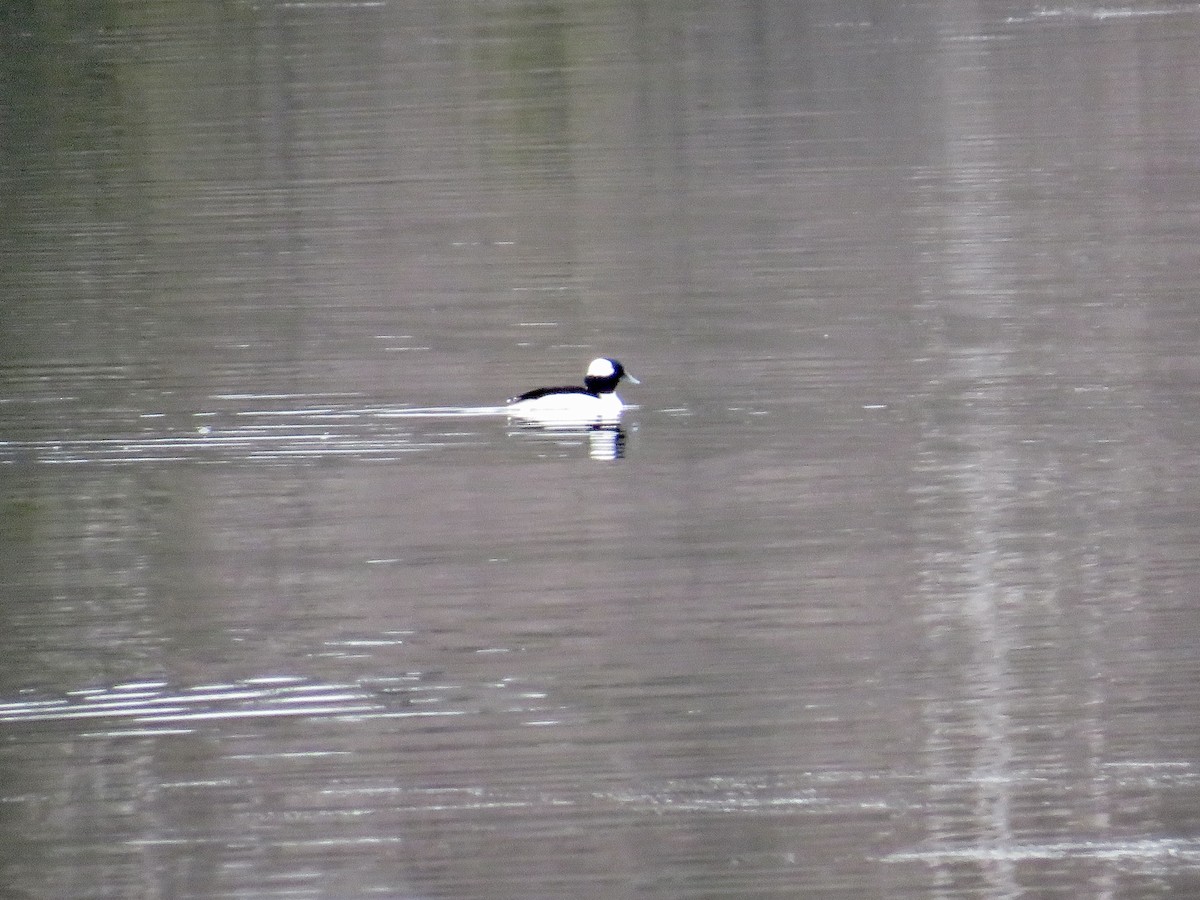 Bufflehead - ML616726340