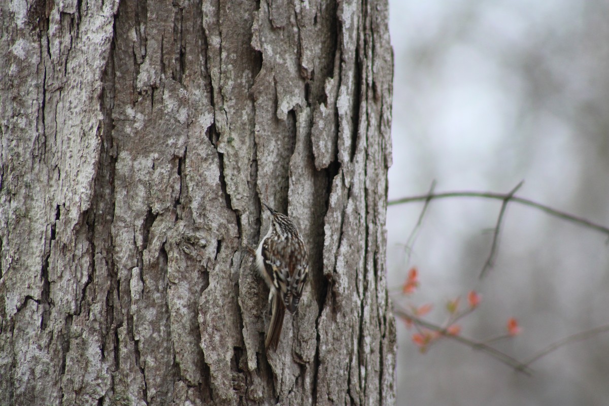 Brown Creeper - ML616726341