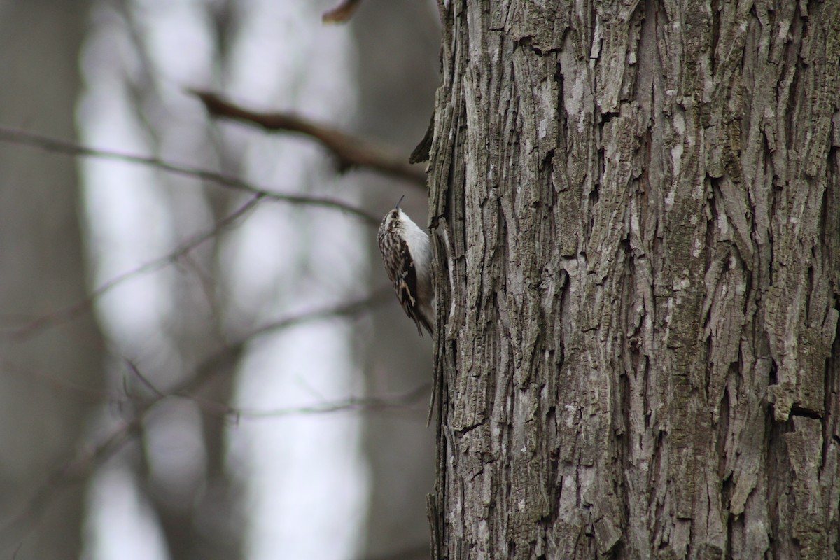 Brown Creeper - ML616726342