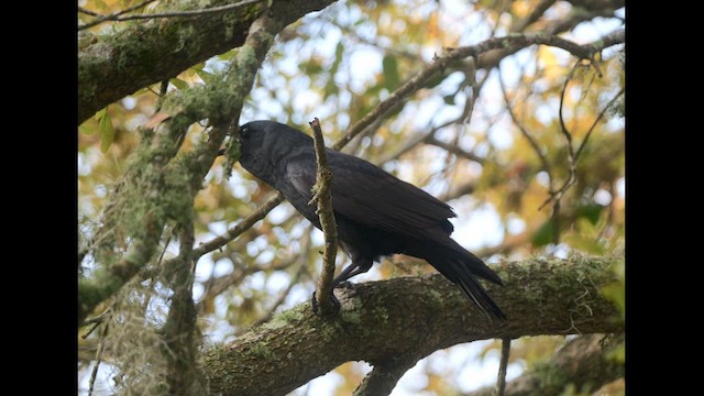 Fish Crow - ML616726347