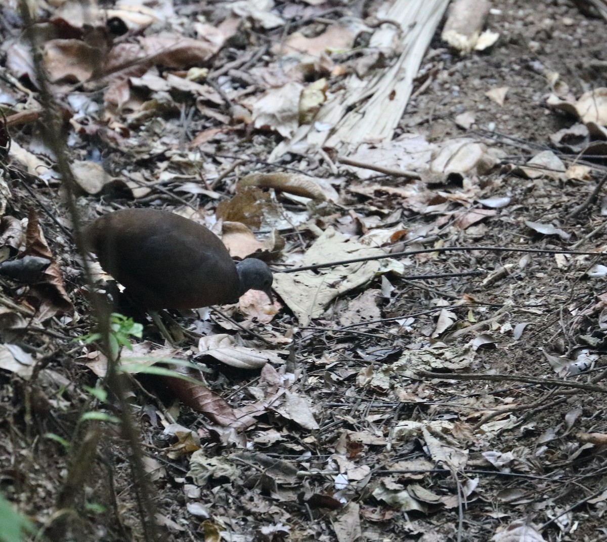 Little Tinamou - Braden Collard