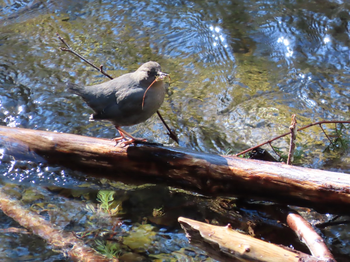 American Dipper - ML616726372