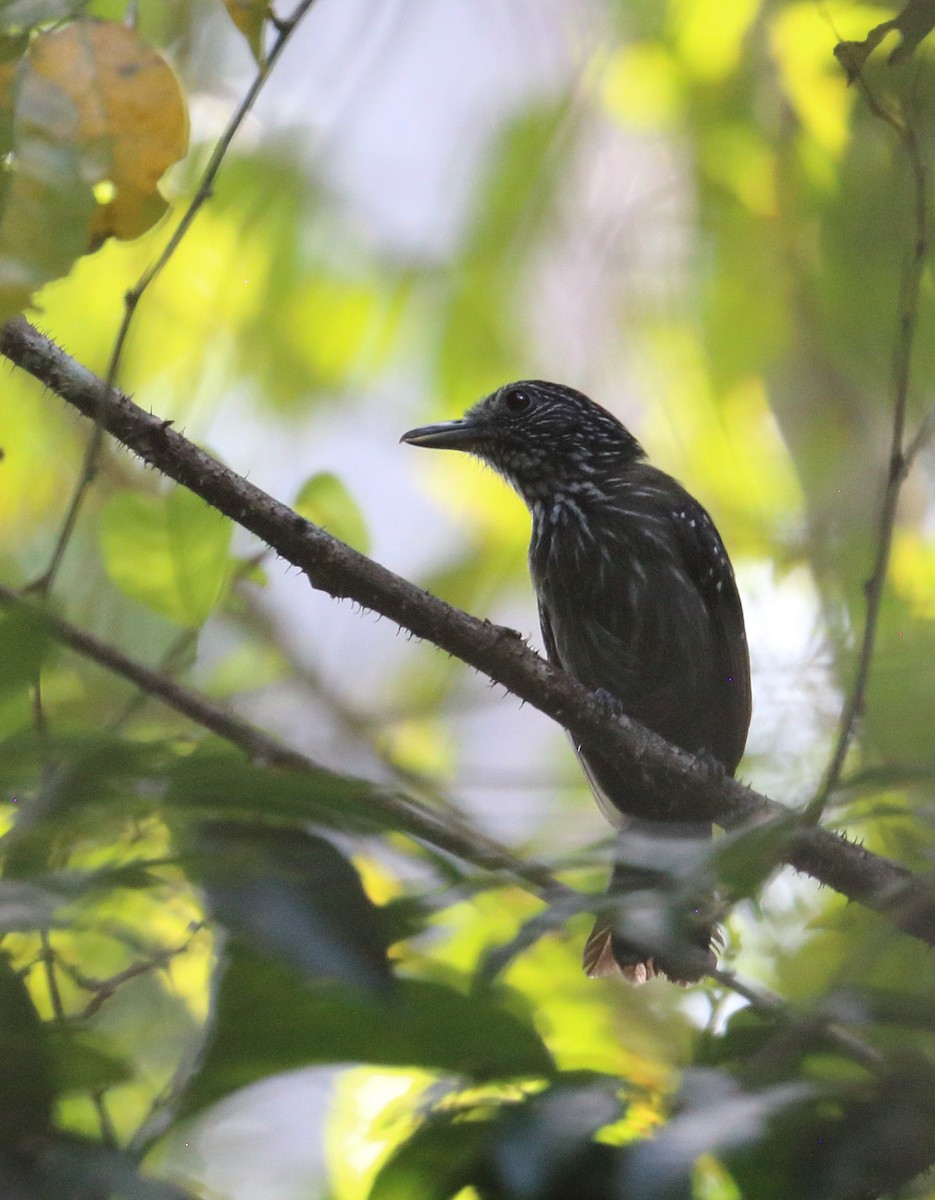 Black-hooded Antshrike - ML616726377