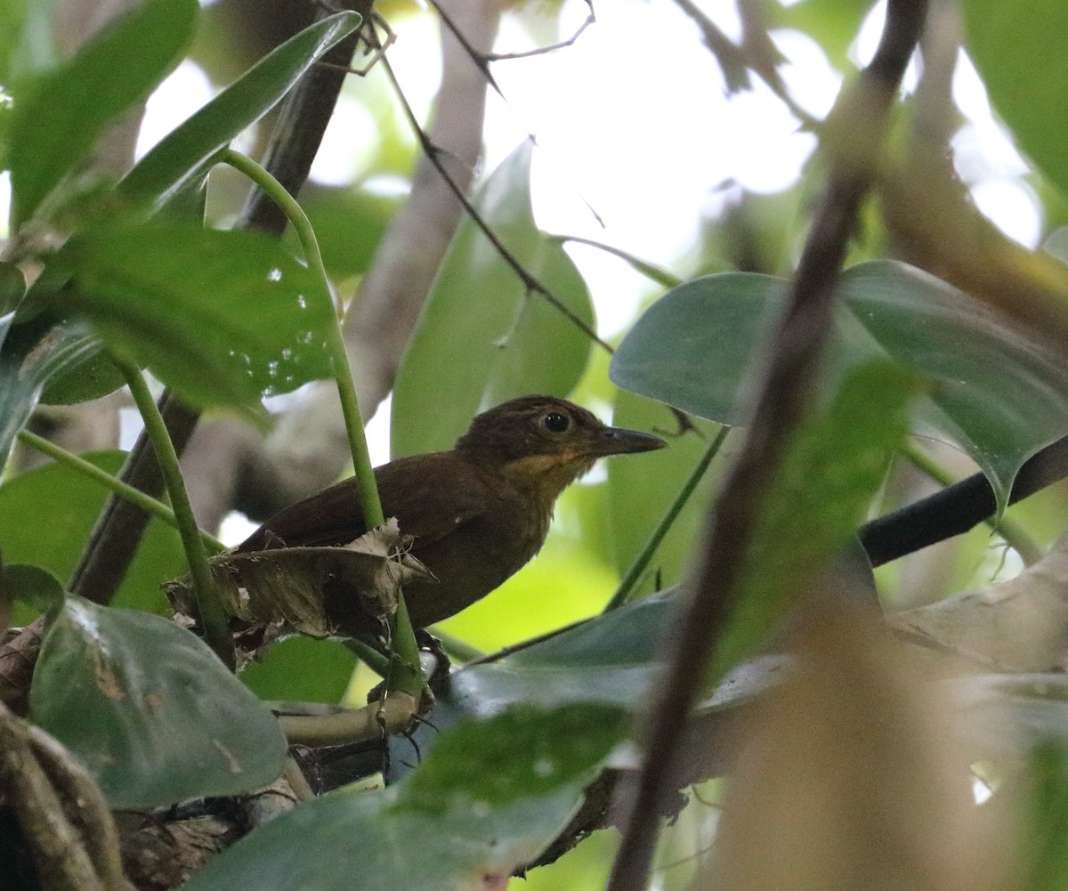 Chiriqui Foliage-gleaner - ML616726398