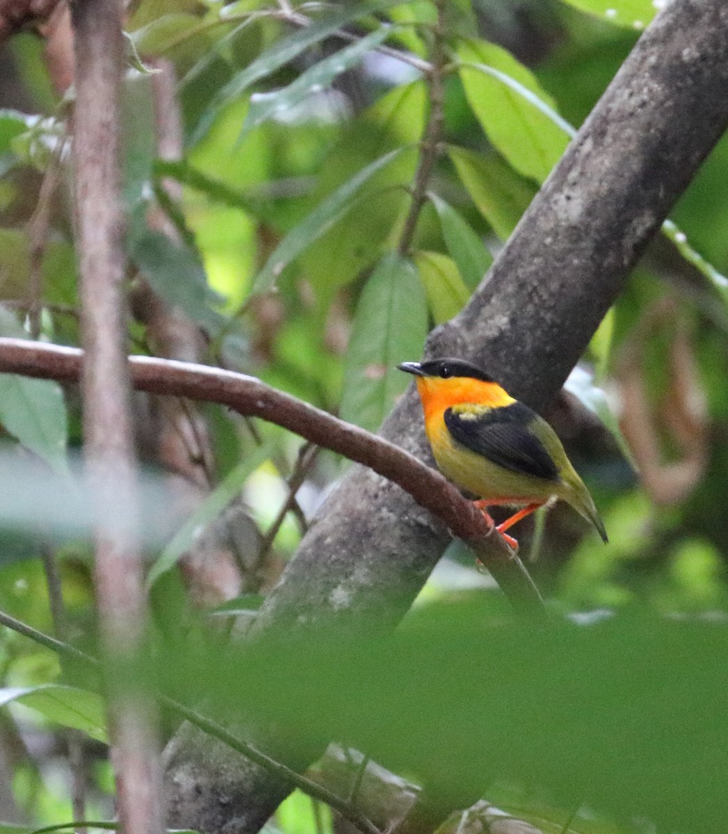 Manakin à col orange - ML616726407