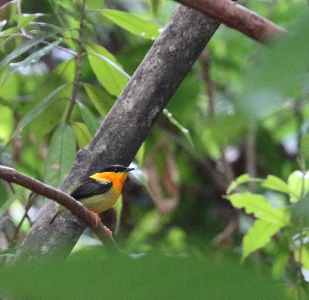 Orange-collared Manakin - ML616726408