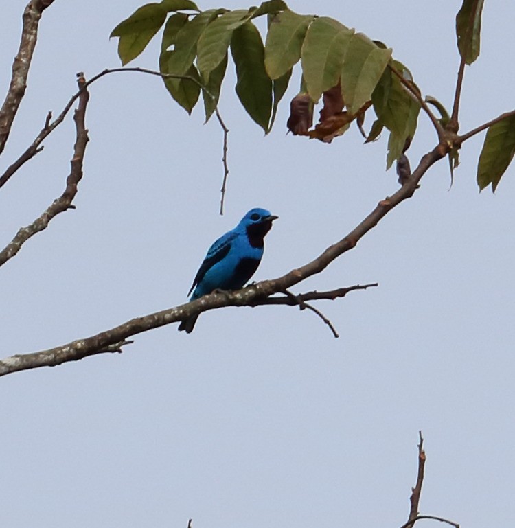 Cotinga turquoise - ML616726418