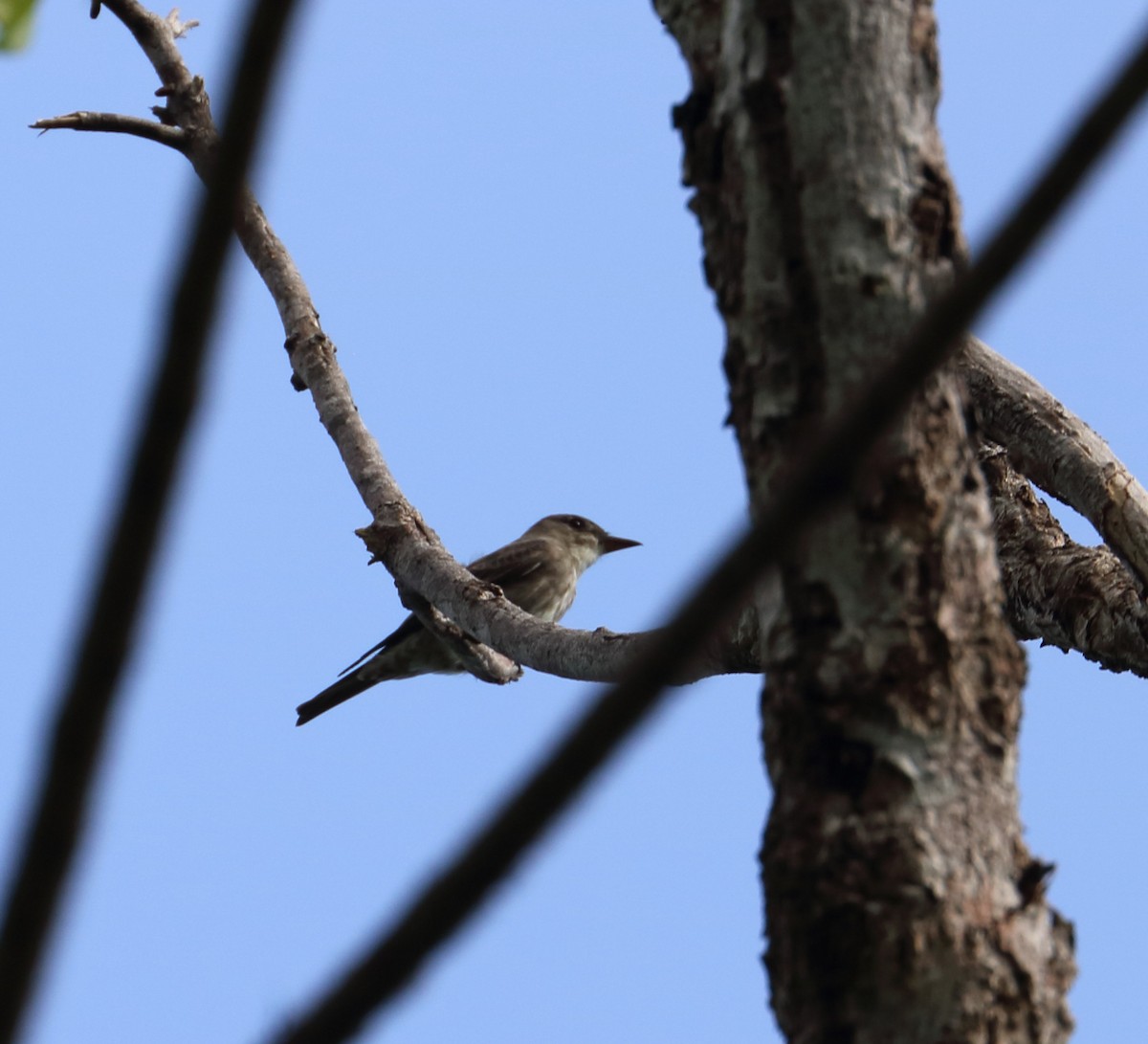 Olive-sided Flycatcher - ML616726435