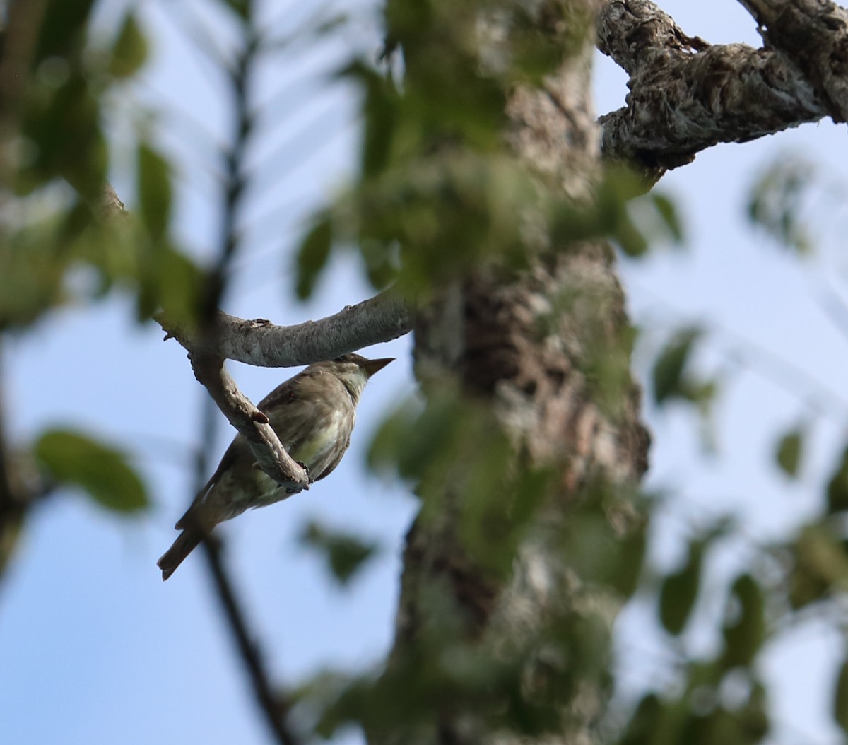 Olive-sided Flycatcher - ML616726436