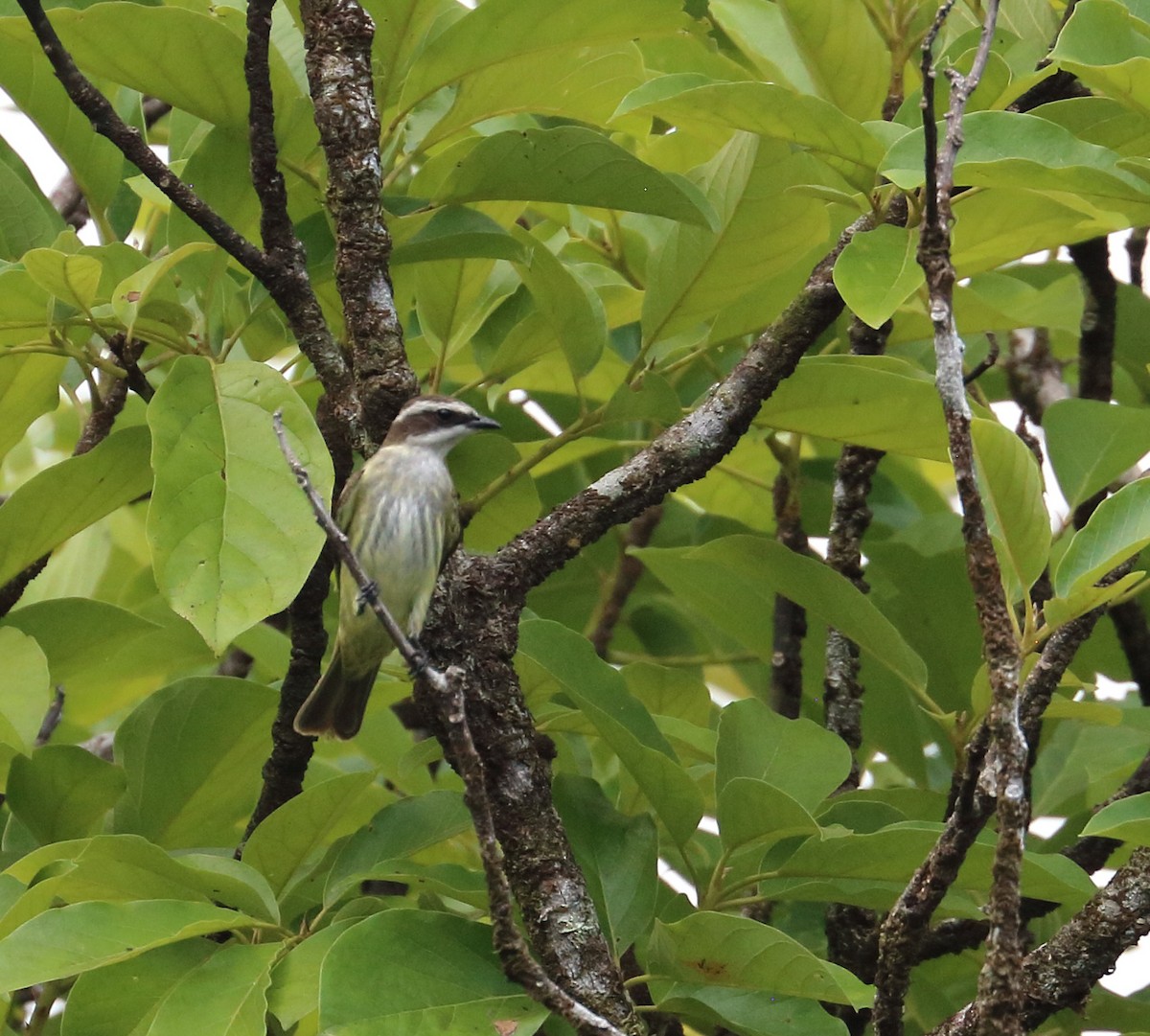 Piratic Flycatcher - ML616726442