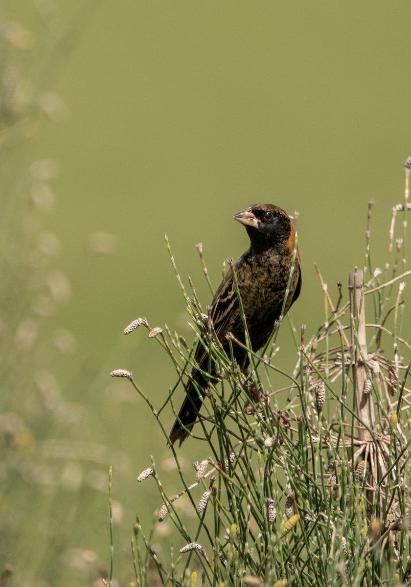 Goglu des prés - ML616726482