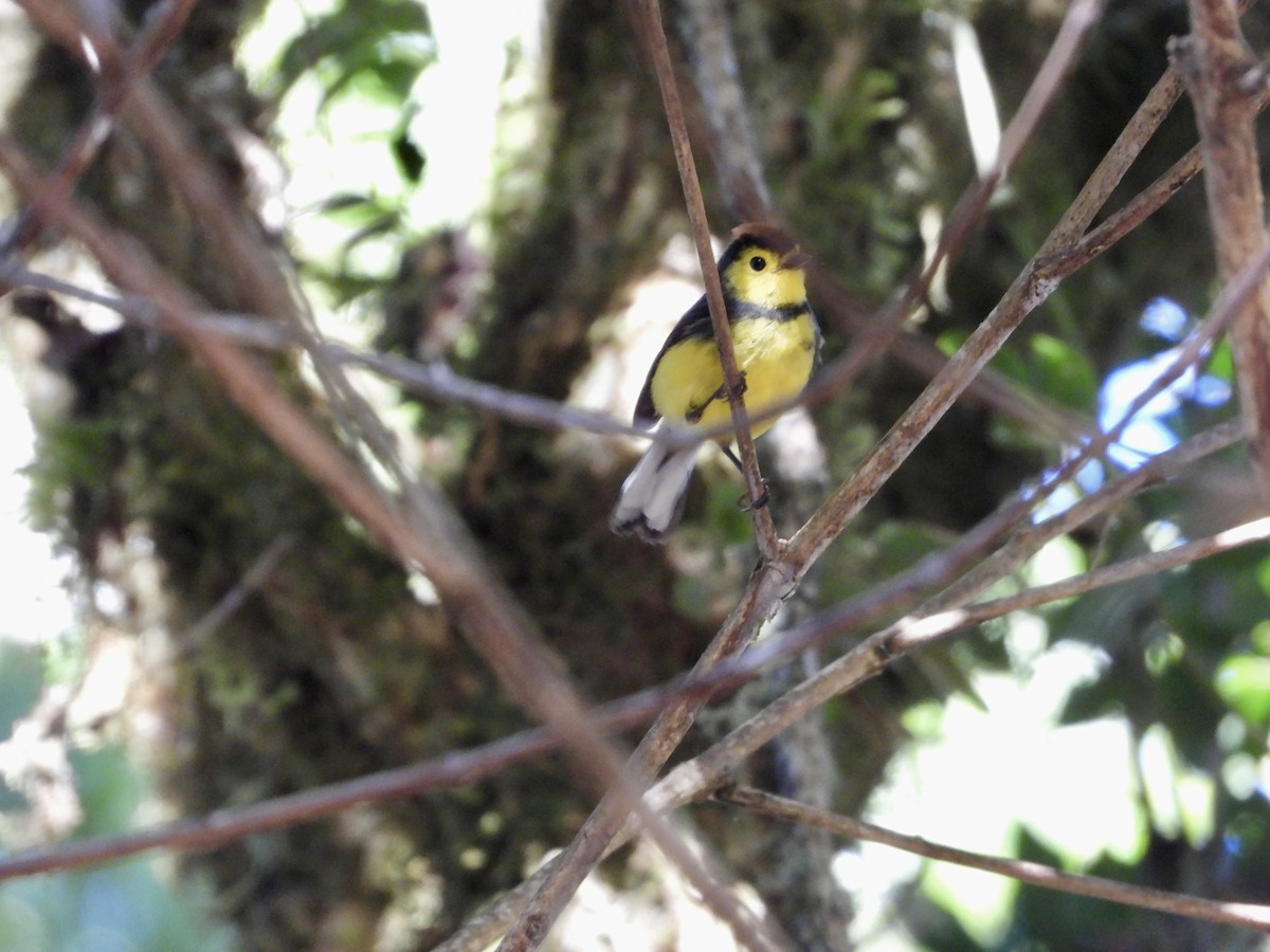 Collared Redstart - Elizabeth Irwin