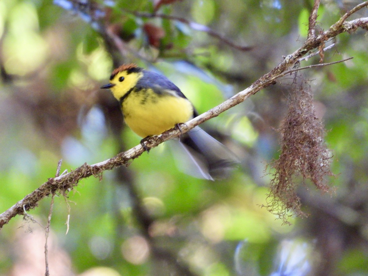 Collared Redstart - ML616726493