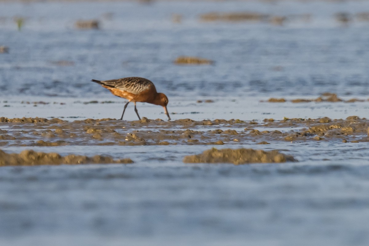 Bar-tailed Godwit - ML616726519