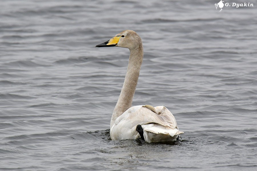 Whooper Swan - ML616726543