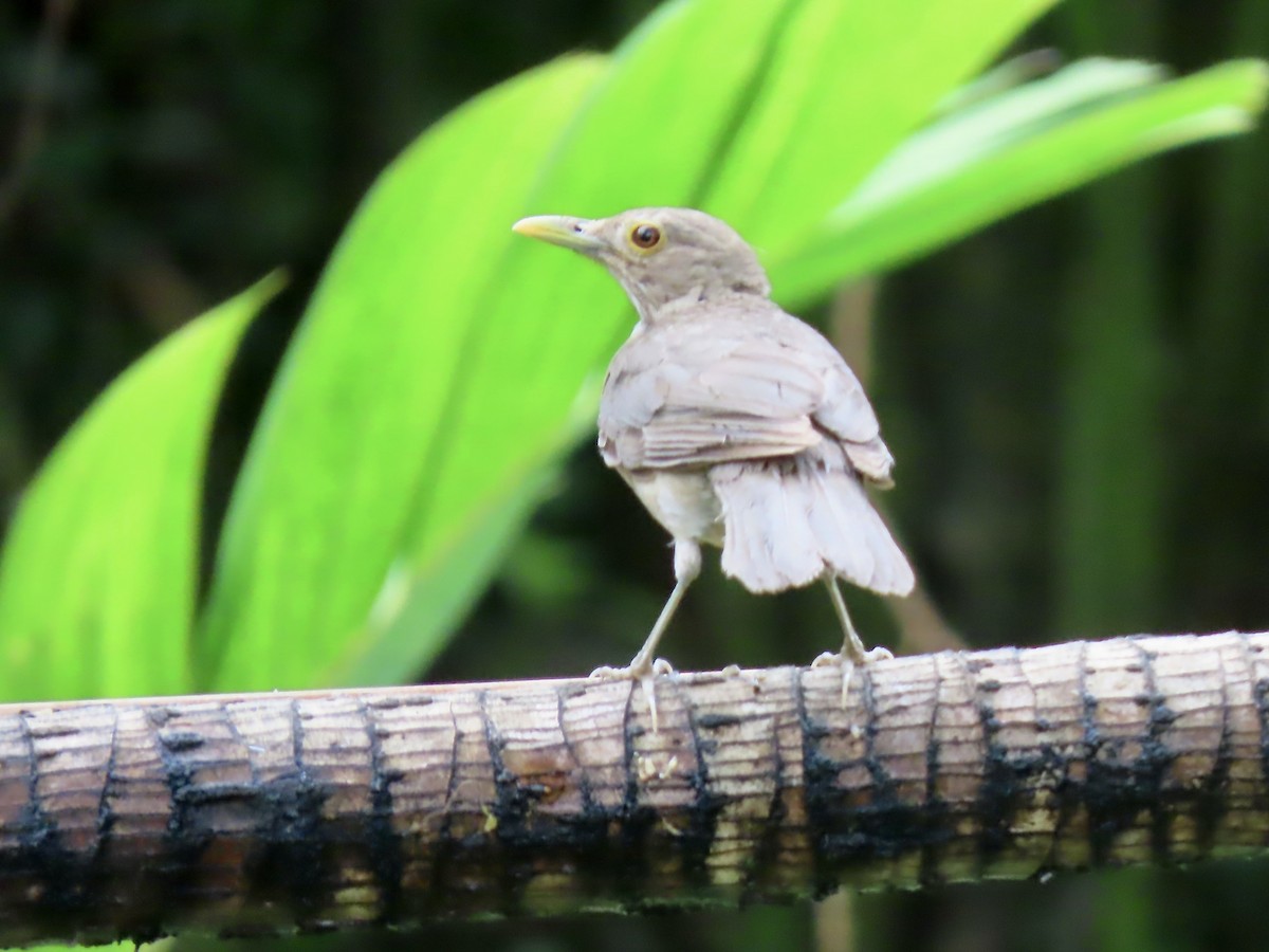 Ecuadorian Thrush - Marjorie Watson