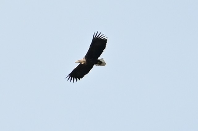 White-tailed Eagle - ML616726561
