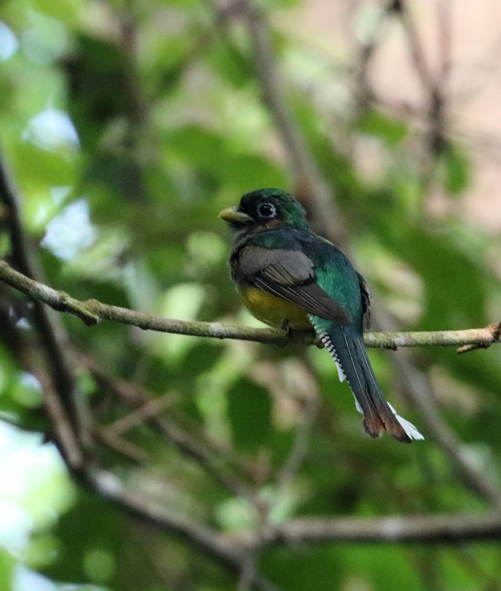 Northern Black-throated Trogon - ML616726569