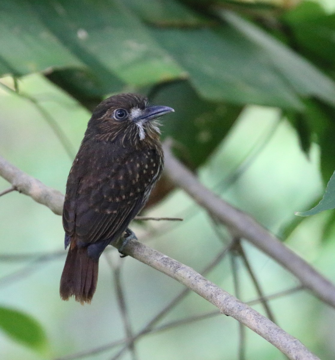 White-whiskered Puffbird - ML616726573