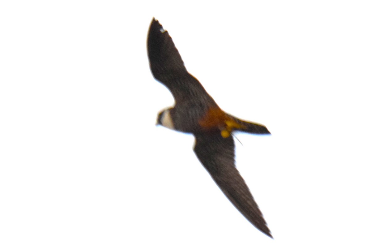 Bat Falcon - ML616726584