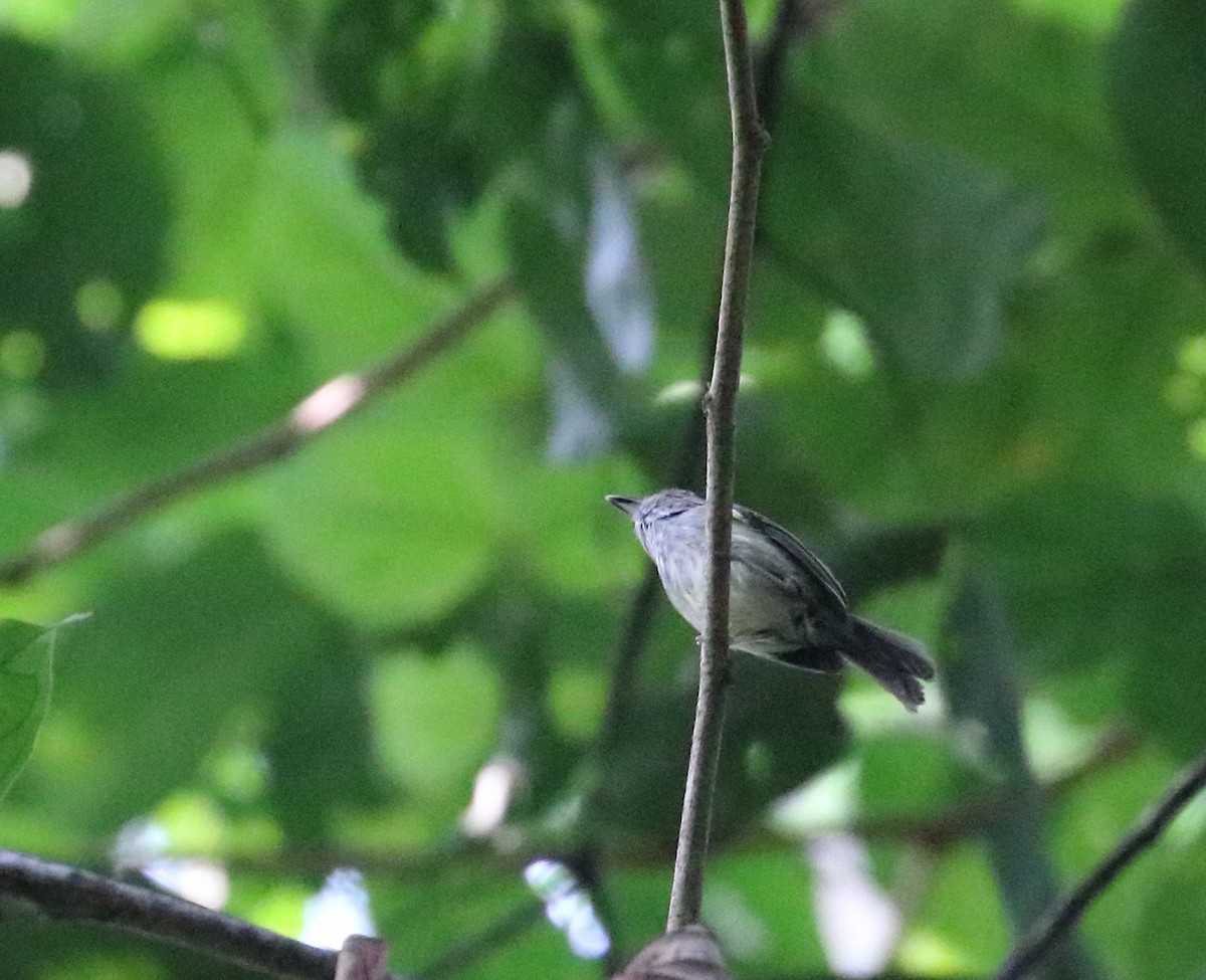 Scale-crested Pygmy-Tyrant - ML616726608