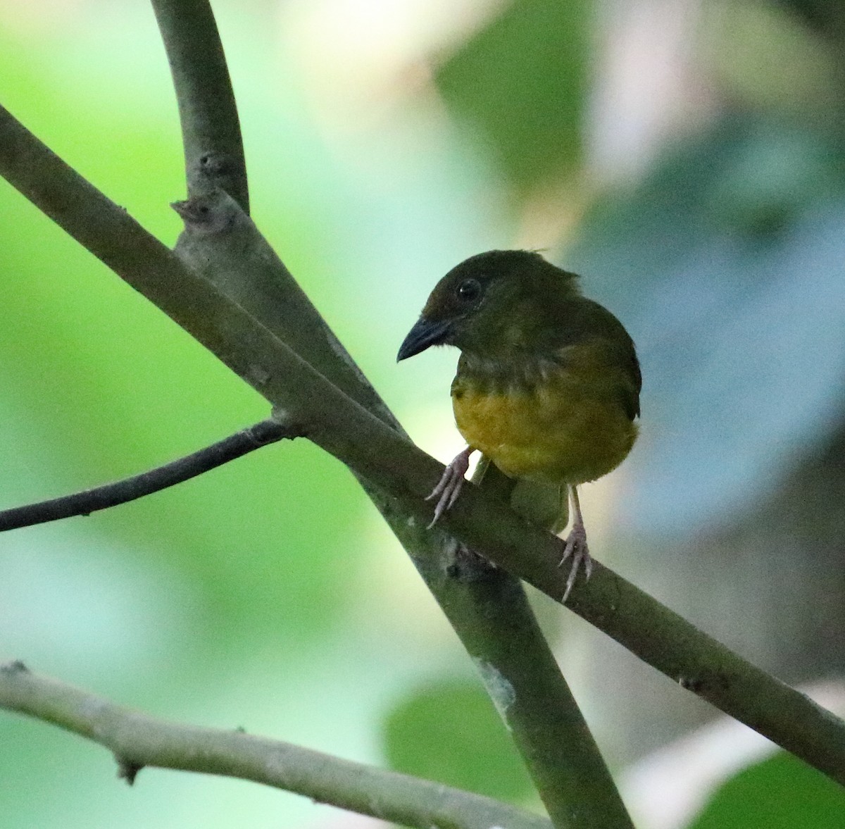 Gray-headed Tanager - ML616726633