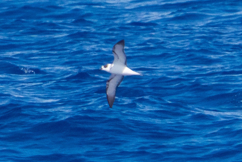 White-necked Petrel - ML616726666