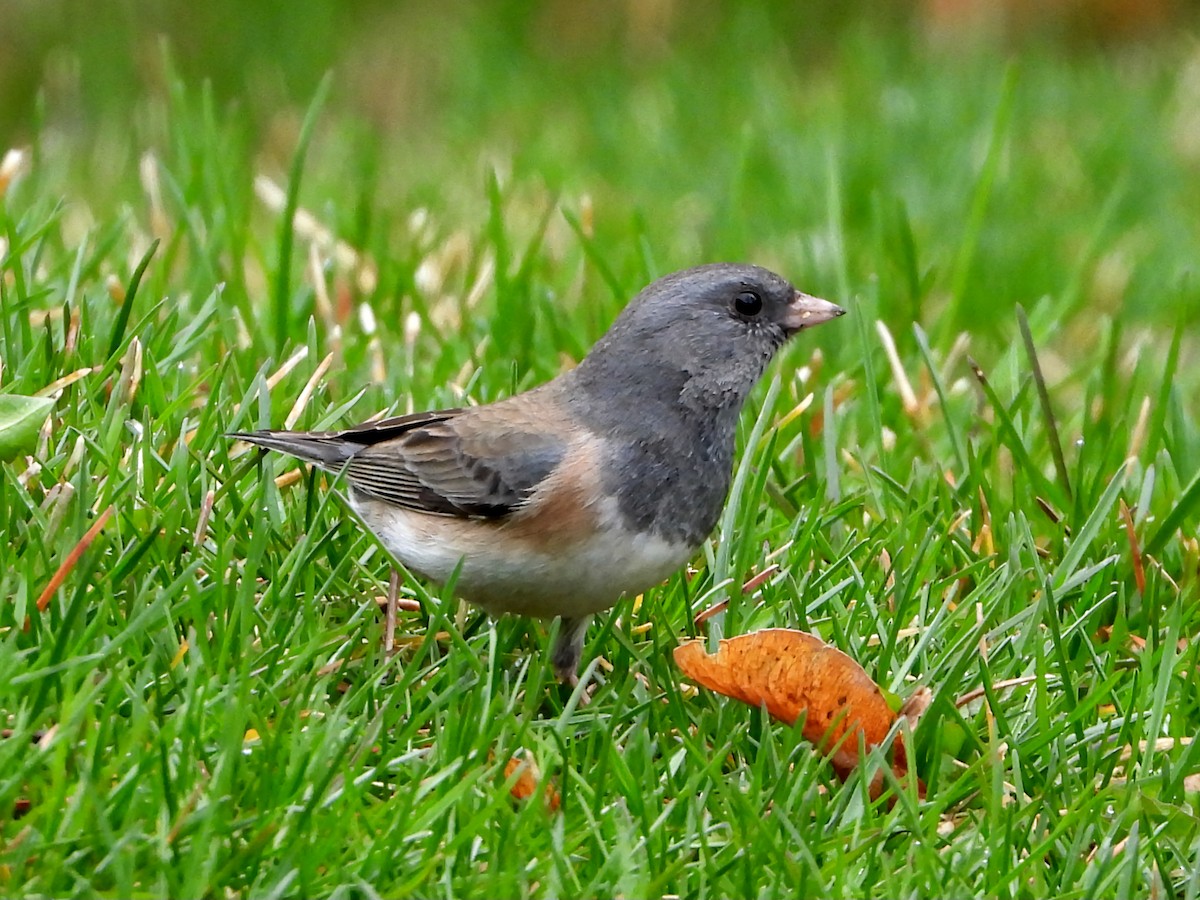 Dark-eyed Junco - Kevin Christensen