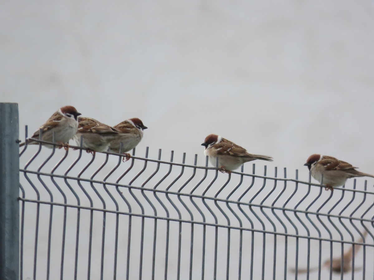 Eurasian Tree Sparrow - Miguel Diez Vaquero