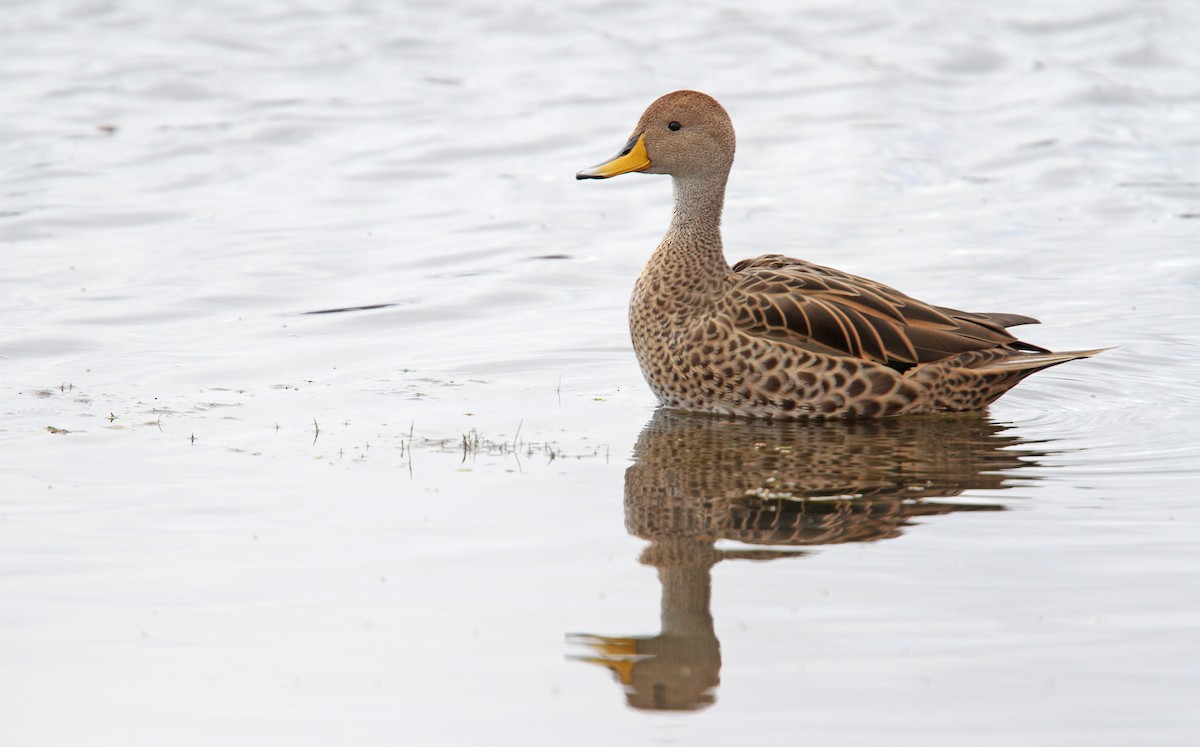 Yellow-billed Pintail - ML61672671