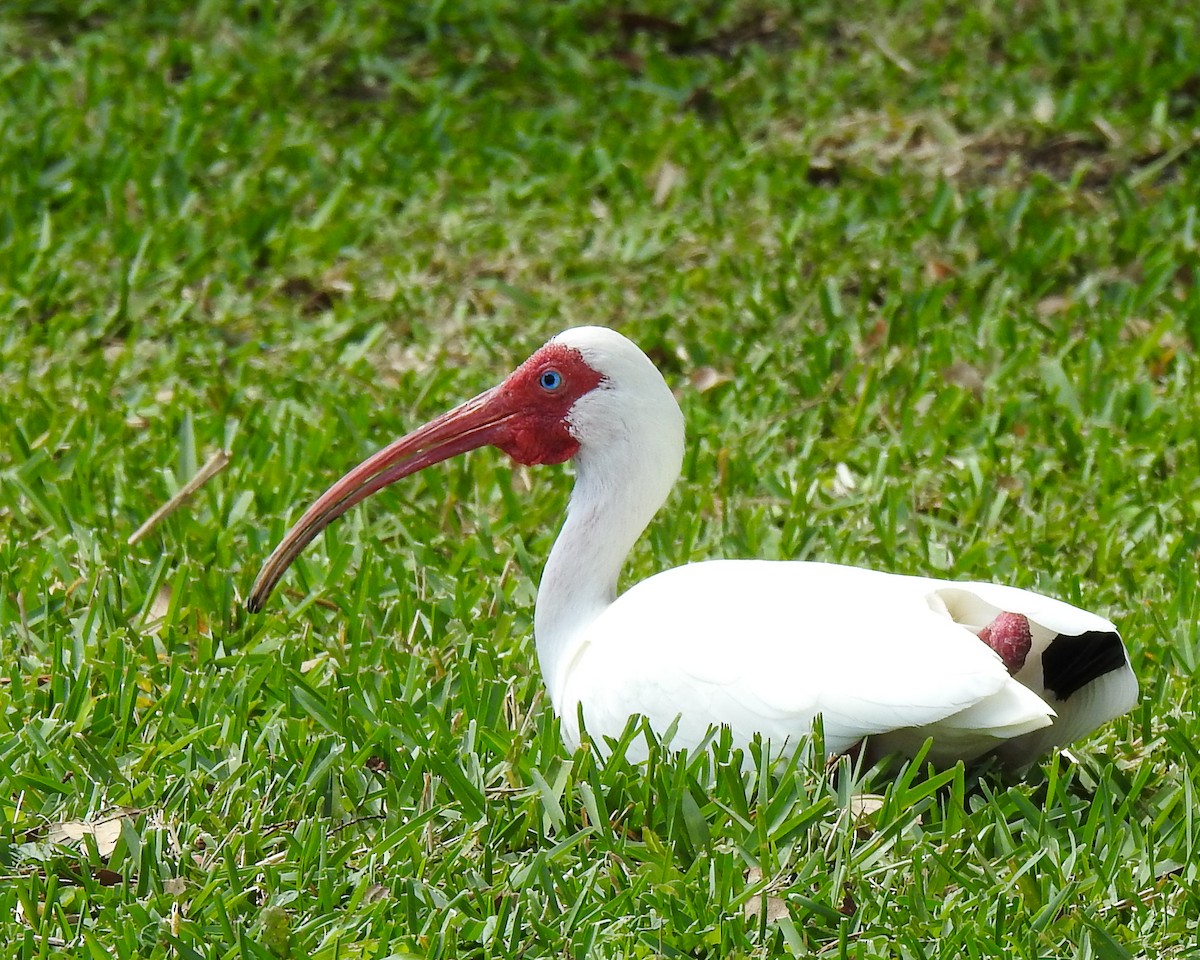 ibis bílý - ML616726723