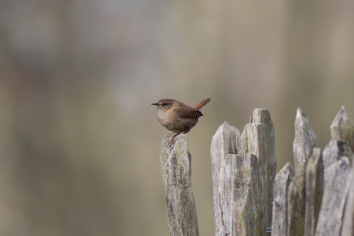 Eurasian Wren - Joe Downing