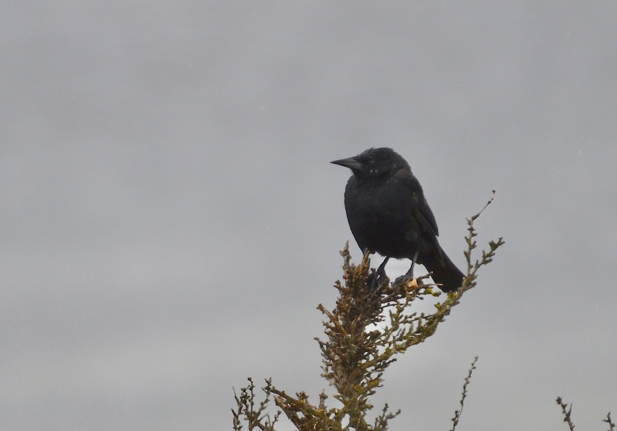 Austral Blackbird - ML616726762