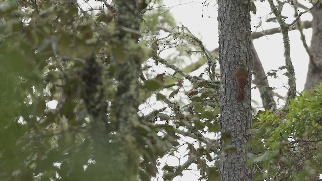 Strong-billed Woodcreeper (Central American) - ML616726774