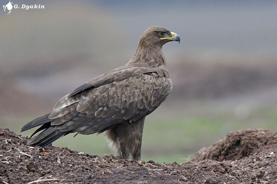 Steppe Eagle - ML616726821