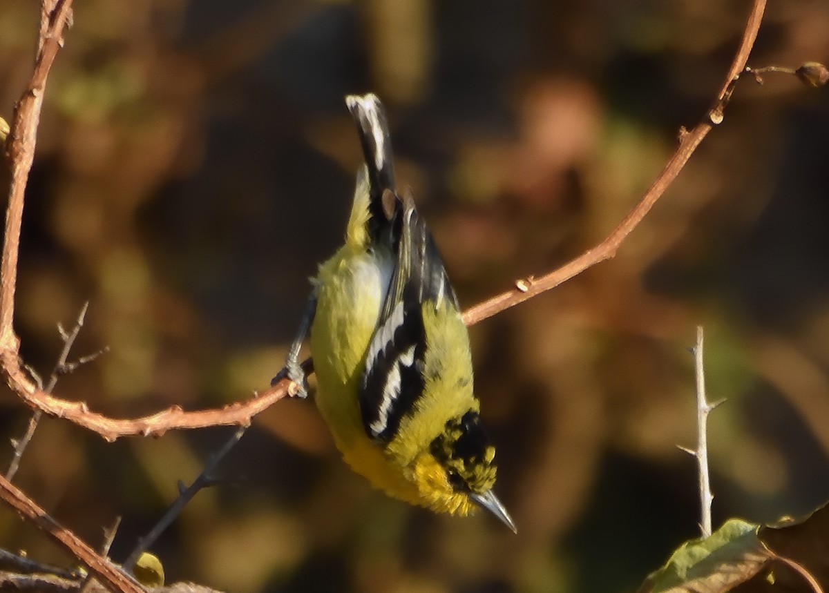 White-tailed Iora - Rajkamal Goswami