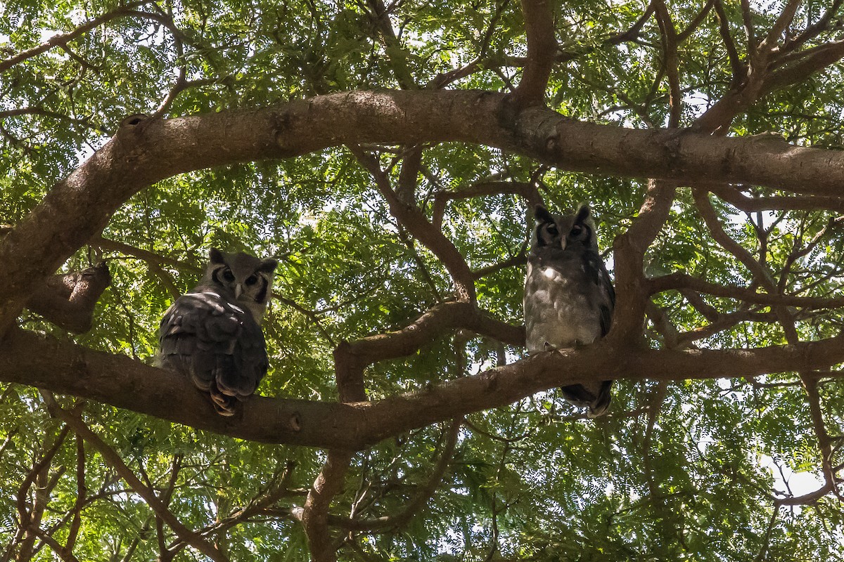 Verreaux's Eagle-Owl - ML616726862