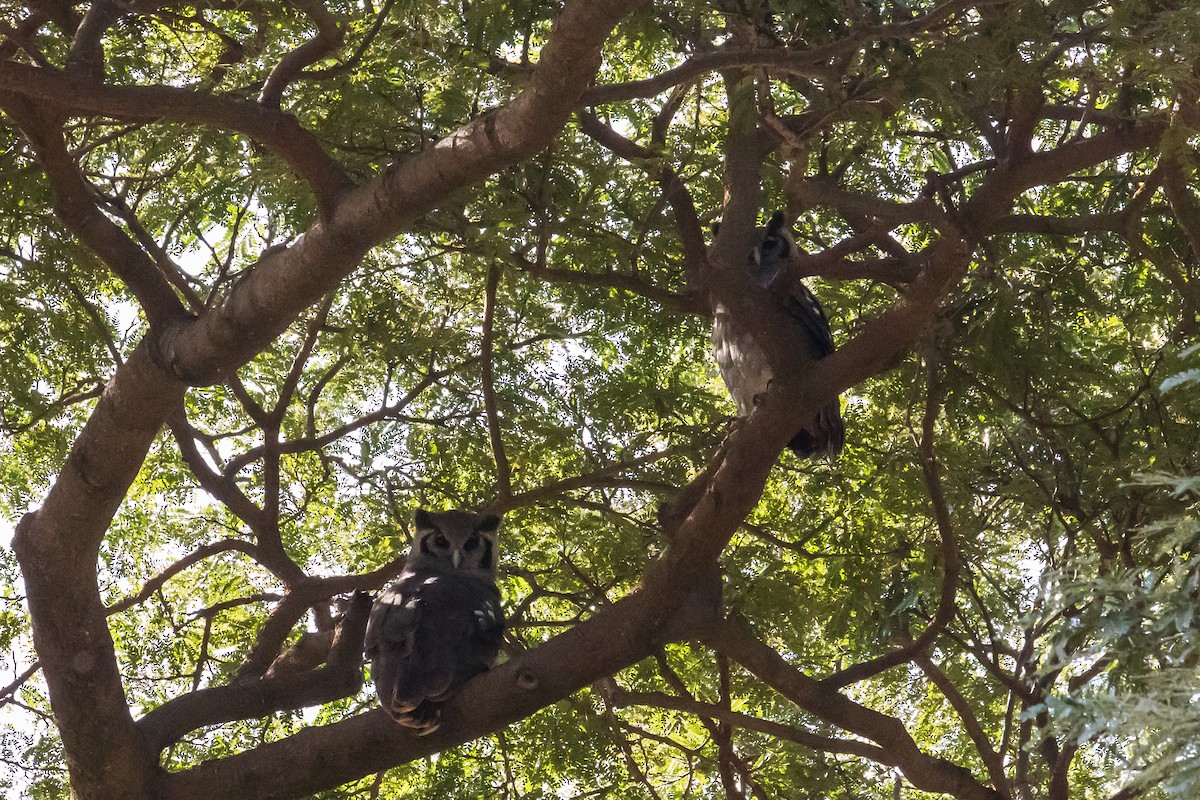 Verreaux's Eagle-Owl - ML616726863