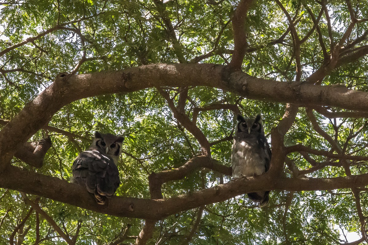 Verreaux's Eagle-Owl - ML616726866