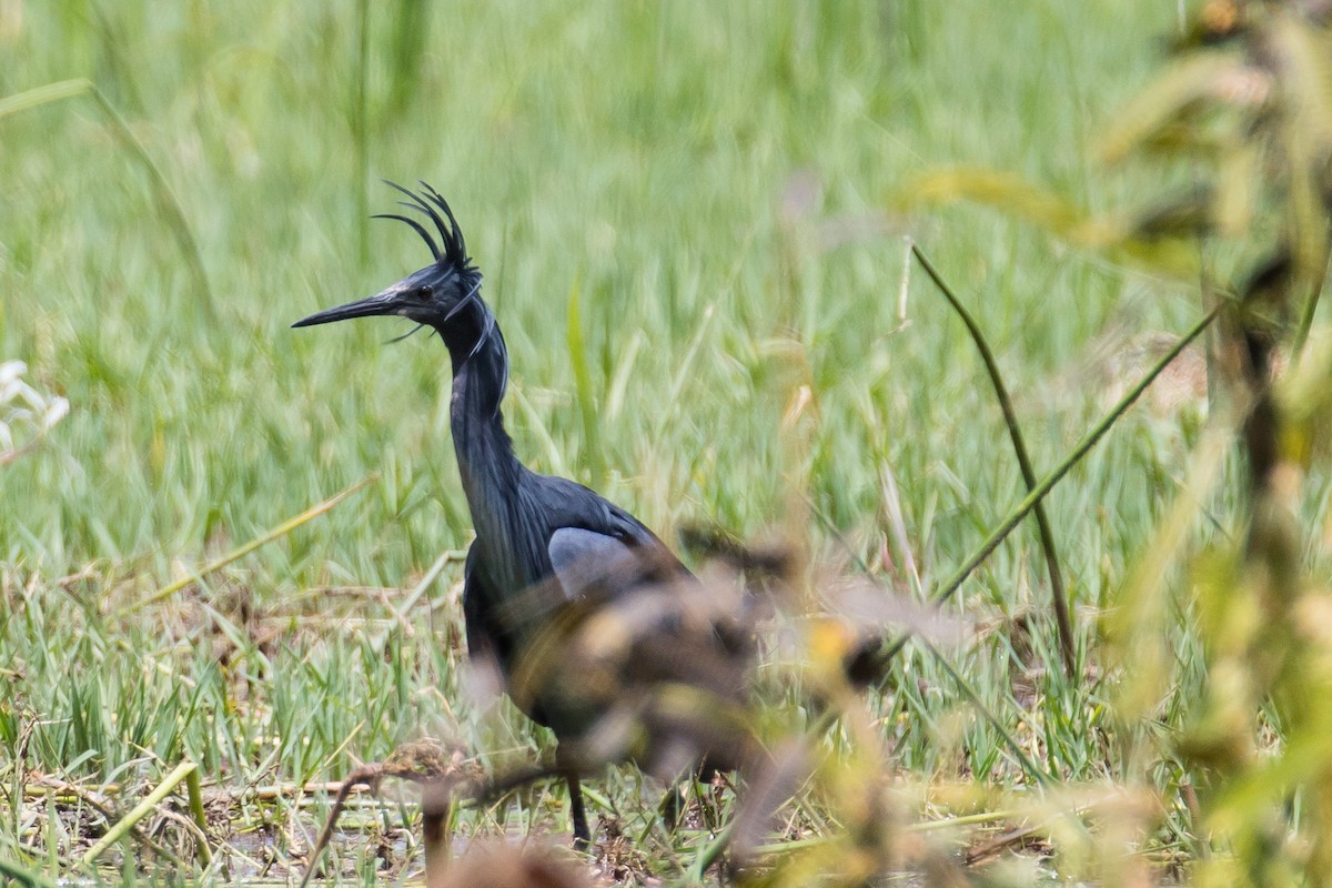 Black Heron - ML616726874