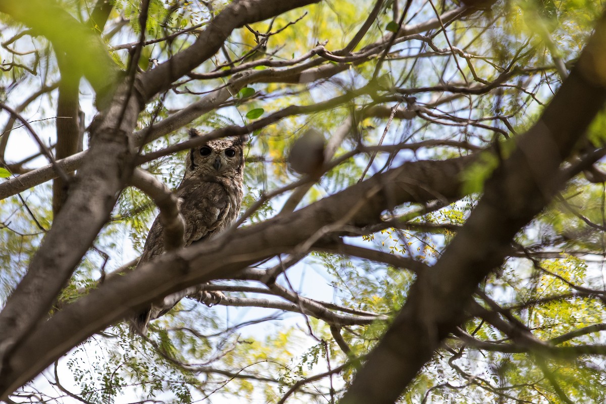 Grayish Eagle-Owl - ML616726882