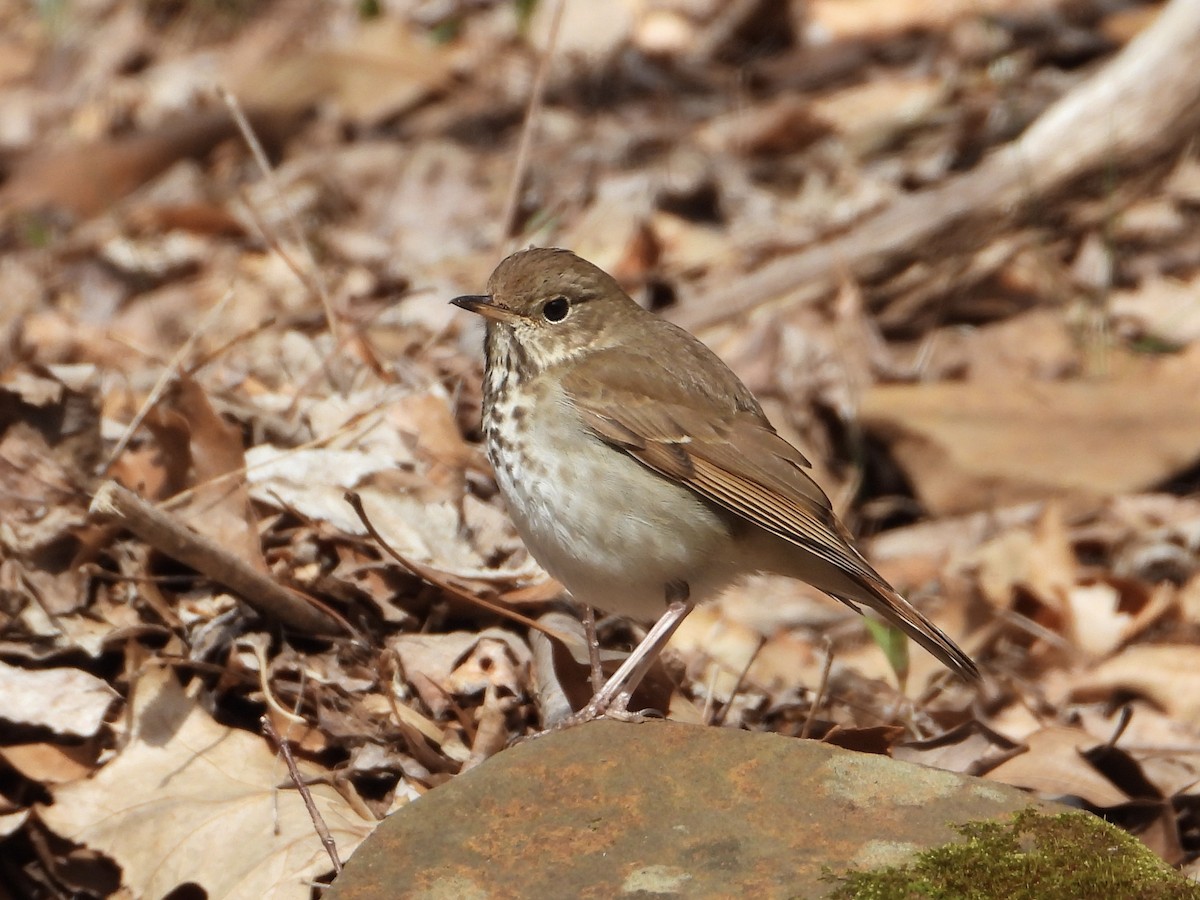 Hermit Thrush - ML616726908