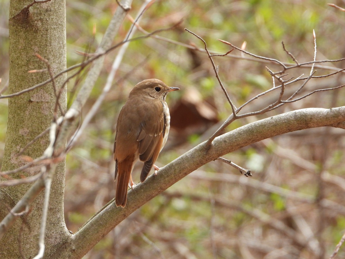 Hermit Thrush - Melanie Kass