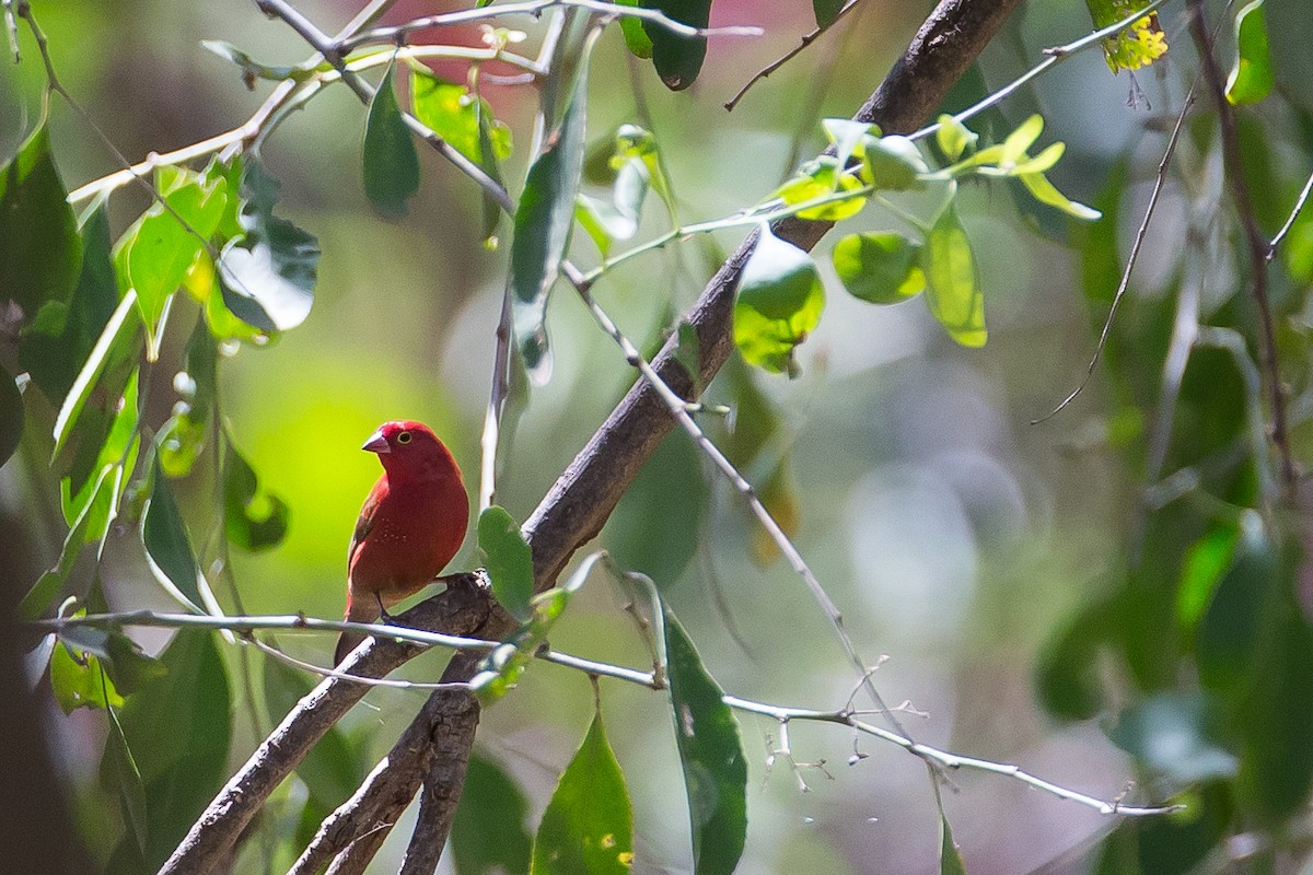 Red-billed Firefinch - ML616726946